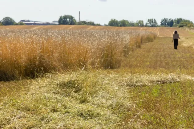 Ett fält med sädesslaget Kernza. Fältet ligger i Alnarp. Bild: Theo Hagman-Rogowski.